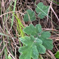 Tetrataenium ceylanicum (Gardner ex C.B.Clarke) Manden.